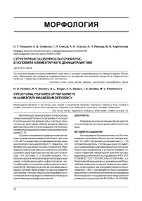 Структурные особенности почек крыс в условиях алиментарного дефицита магния