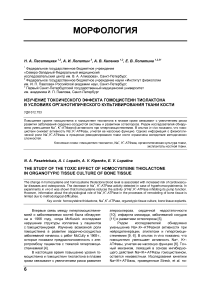 Изучение токсического эффекта гомоцистеин тиолактона в условиях органотипического культивирования ткани кости