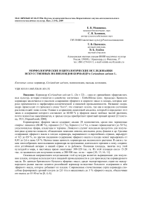 Морфологические и цитологические исследования искусственных полиплоидов кориандра Coriandrum sativum L