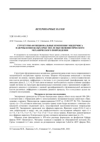 Структурно-функциональные изменения эпидермиса и дермы кожи белых крыс после высоко-кинетического механического повреждения