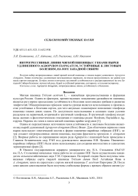 Интрогрессивные линии мягкой пшеницы с генами пырея удлиненного Agropyron elongatum, устойчивые к листовым болезням, на юге Западной Сибири