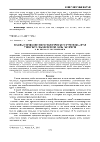 Видовые особенности гистологического строения аорты у неясыти обыкновенной, совы полярной и ястреба-тетервятника