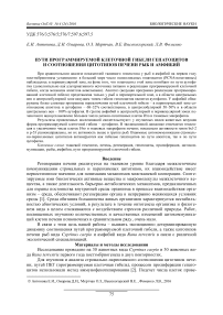 Пути программируемой клеточной гибели гепатоцитов и соотношения цитотипов печени рыб и амфибий