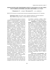 Морфологические изменения в тимусе молодок и кур несушек, получавших кормовые добавки "Виломикс" и "Сувар"