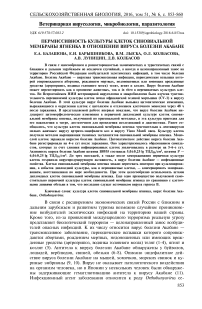 Пермиссивность культуры клеток синовиальной мембраны ягненка в отношении вируса болезни Акабане