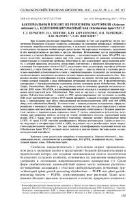 Бактериальный изолят из ризосферы картофеля (Solanum tuberosum L.), идентифицированный как Ochrobactrum lupini IPA7.2