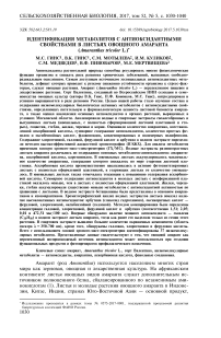 Идентификация метаболитов с антиоксидантными свойствами в листьях овощного амаранта (Amaranthus tricolor L.)