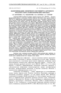 Идентификация атипичного пестивируса крупного рогатого скота в биологических образцах