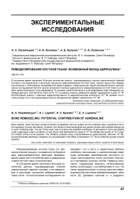 Ремоделирование костной ткани: возможный вклад адреналина