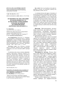 Особенности локализации и накопления масла в гипантии созревающих плодов облепихи крушиновидной (Hippophae rhamnoides L.)