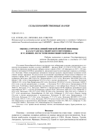 Оценка сортов и линий мягкой яровой пшеницы Казахстанско-Сибирского питомника в условиях лесостепи Новосибирской области