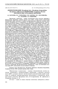 Дифференциация Mycoplasma bovis, Mycoplasma bovigenitalium, Mycoplasma californicum и выявление Ureaplasma diversum методом ПЦР в реальном времени