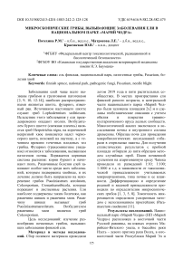 Микроскопические грибы, вызывающие заболевания ели в национальном парке «Марий Чодра»