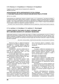 Характерные черты коронарного русла сердца с равномерным вариантом ветвлений венечных артерий