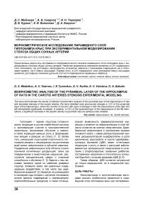 Морфометрическое исследование пирамидного слоя гиппокампа крыс при экспериментальном моделировании стеноза общих сонных артерий