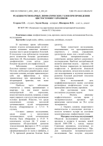 Реакция регионарных лимфатических узлов при проведении цистостомии у кроликов