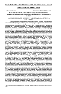 Изучение фосфатмобилизующей способности штаммов Agrobacterium radiobacter 10 и Pseudomonas chlororaphis ПГ7 in vitro