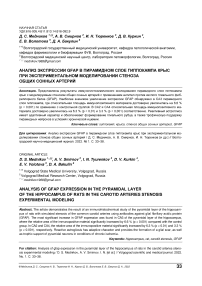 Анализ экспрессии GFAP в пирамидном слое гиппокампа крыс при экспериментальном моделировании стеноза общих сонных артерий