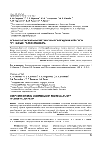 Морфофункциональные механизмы повреждения нейронов при ишемии головного мозга