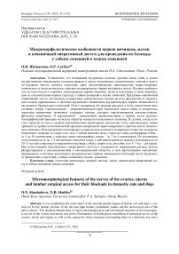 Микроморфологические особенности нервов яичников, матки и поясничный оперативный доступ для проведения их блокады у собаки домашней и кошки домашней