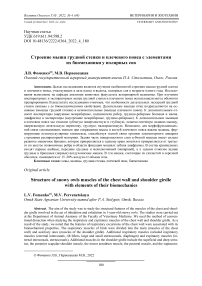 Строение мышц грудной стенки и плечевого пояса с элементами их биомеханики у полярных сов