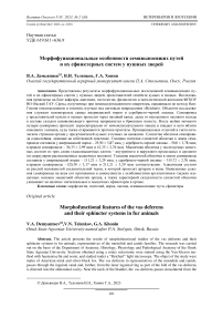 Морфофункциональные особенности семявыносящих путей и их сфинктерных систем у пушных зверей