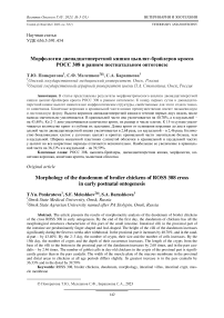 Морфология двенадцатиперстной кишки цыплят-бройлеров кросса Росс 308 в раннем постнатальном онтогенезе