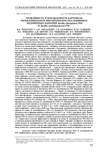 Урожайность и поражаемость картофеля ризоктониозом и фитофторозом под влиянием эндофитных бактерий Bacillus thuringiensis W65 и Bacillus amyloliquefaciens Р20