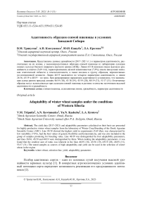 Адаптивность образцов озимой пшеницы в условиях Западной Сибири