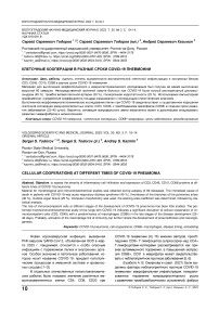 Клеточные кооперации в разные сроки COVID-19 пневмонии