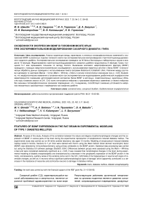 Особенности экспрессии BDNF в головном мозге крыс при экспериментальном моделировании сахарного диабета I типа