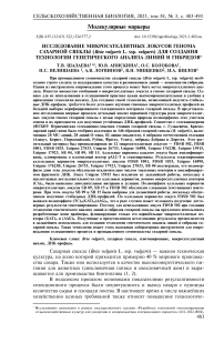 Исследование микросателлитных локусов генома сахарной свеклы (Betavulgaris L. ssp. vulgaris) для создания технологии генетического анализа линий и гибридов