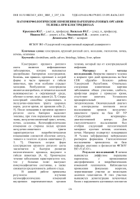 Патоморфологические изменения паренхиматозных органов теленка при клостридиозах