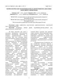 Морфологические изменения коры надпочечников в динамике ожоговой травмы кожи