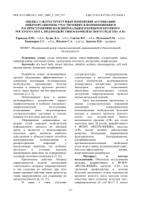 Оценка ультраструктурных изменений ассоциации микроорганизмов, участвующих в возникновении и распространении болезней пальцев и копытец крупного рогатого скота, под воздействием комплексного средства «СВ»