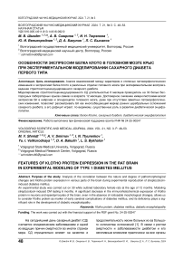 Особенности экспрессии белка Клото в головном мозге крыс при экспериментальном моделировании сахарного диабета первого типа