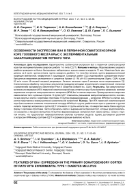 Особенности экспрессии IBA1 в первичной соматосенсорной коре головного мозга крыс с экспериментальным сахарным диабетом первого типа