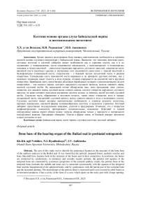 Костная основа органа слуха байкальской нерпы в постнатальном онтогенезе