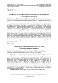 Морфологические и функциональные особенности лимфоузлов головы и шеи у кроликов