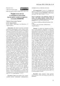 Морфология цветка и особенности опыления сортов рапса озимого и ярового селекции ВНИИМК