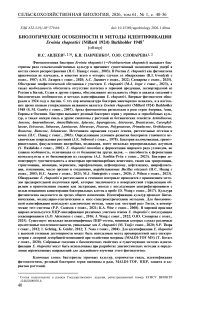 Биологические особенности и методы идентификации Erwinia rhapontici (Millard 1924) Burkholder 1948 (обзор)
