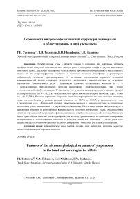 Особенности микроморфологической структуры лимфоузлов в области головы и шеи у кроликов