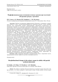 Морфофункциональные изменения мочевых органов при частичной обструкции уретры у кроликов