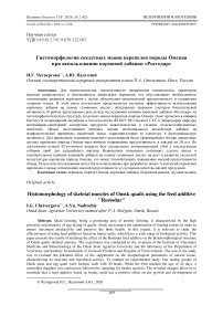 Гистоморфология скелетных мышц перепелов породы Омская при использовании кормовой добавки «Ростодар»