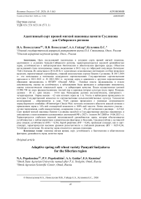 Адаптивный сорт яровой мягкой пшеницы памяти Суслякова для Сибирского региона