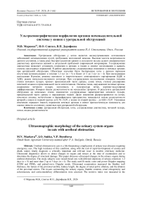 Ультрасонографическая морфология органов мочевыделительной системы у кошек с уретральной обструкцией