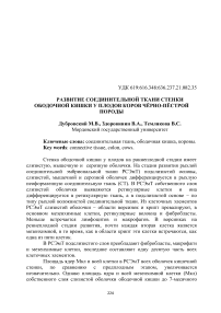 Развитие соединительной ткани стенки ободочной кишки у плодов коров чёрно-пёстрой породы