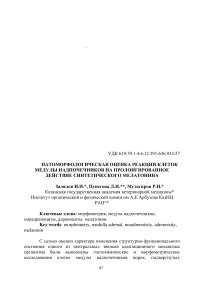 Патоморфологическая оценка реакции клеток медулы надпочечников на пролонгированное действие синтетического мелатонина