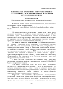 Клиническое проявление и гистологическая структура почек и мочевого пузыря у котов при мочекаменной болезни