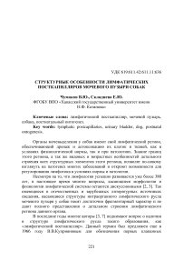 Структурные особенности лимфатических посткапилляров мочевого пузыря собак